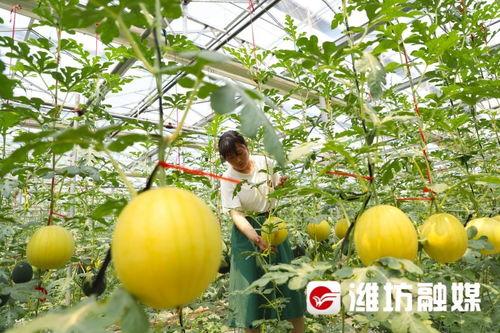 潍坊职业跳舞吃瓜,翩翩起舞，瓜香四溢的青春风采