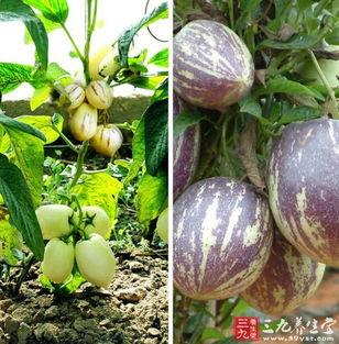 母乳期可以吃茄瓜,茄瓜的营养与食用指南