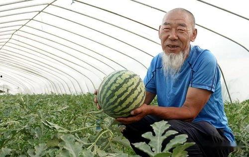 南高村吃瓜,夏日里的欢乐时光