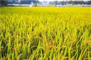 梦见庄稼和吃瓜,庄稼与瓜果的奇幻之旅