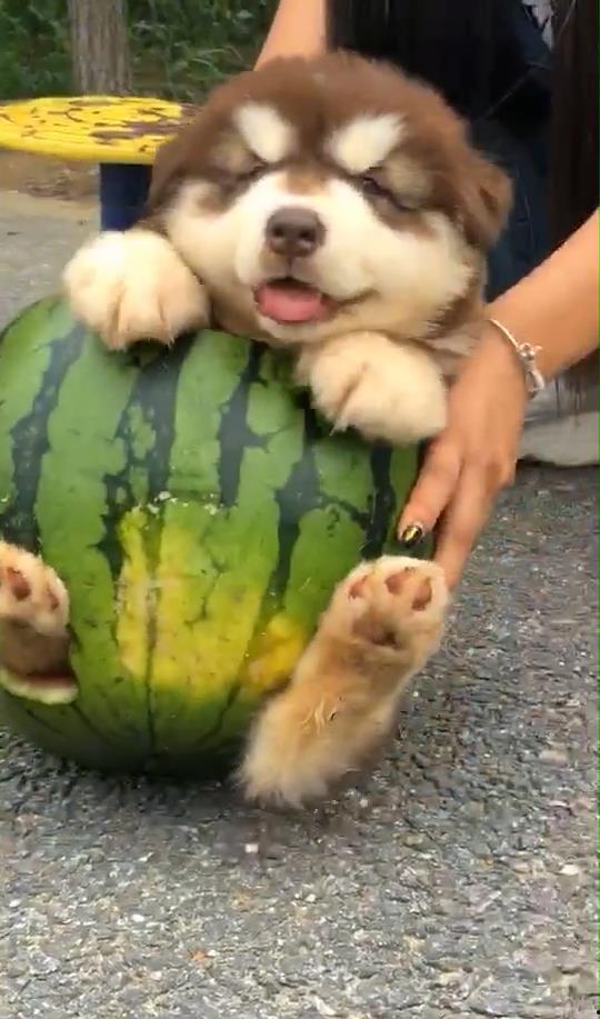 狗狗吃瓜图片大全