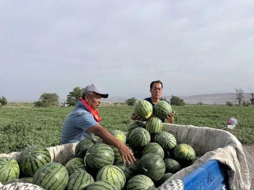 弃婴吃瓜,吃瓜事件背后的感人故事