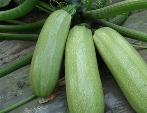 吃须瓜有什么好处,养生保健的多重益处揭秘